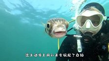 1只“自恋”的小河豚，和美女潜水员玩自拍，网友：成精了