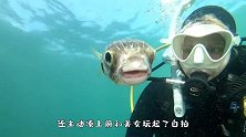 1只“自恋”的小河豚，和美女潜水员玩自拍，网友：成精了