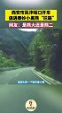 西安市民驾车沣峪口偶遇“黑熊拦路”