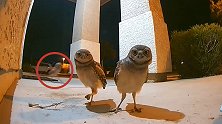 可爱！猫头鹰深夜觅食触发警报 瞪大眼睛与摄像头对视一动不动
