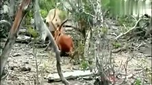 落单的傻羚羊碰上一只鬣狗，最终还是屈服于了鬣狗！