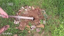 把椰子埋进土里一个月会发生什么？不仅没有腐烂椰汁还很多！