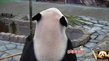 “假扮”熊猫的演员不敢面对观众，只敢拿后脑勺示人，可爱到爆
