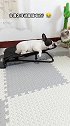 让猫给你摇摇椅,你该是史上第一狗了吧狗狗  萌宠成精了  狗与猫 萌宠日常  会享受的狗