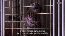 狗儿救援迎新生（184）流浪狗数量过多，救护所装不下了！