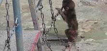 小猴子贪玩，头被卡在横杆管道上，镜头记录下精彩一幕