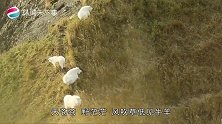 生活在峭壁上的山羊,真能站得住吗看完蹄子构造真是服了