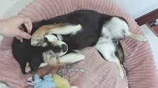 爱撒娇的柴犬主人不摸就哼哼叫！