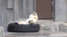 小北极熊在轮胎中玩圆盘，妈妈来了都不知道，简直萌哭