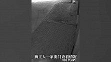 监控曝光！白车故意加速撞怀孕狗，狗受惊吓哀嚎着跑回屋内