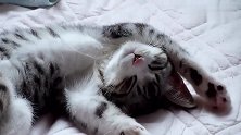 一只呼呼大睡的猫咪，伸个懒腰忘记收回，被主人拍下搞笑一幕