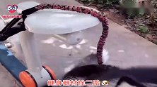 主人外出遛狗从来不愁，任何物品都能拴住二哈的智商，太逗了