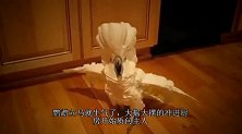主人花500元买了一只鹦鹉，整天拿狗狗寻开心，看完憋住别笑！