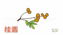 水果简笔画大全，画桂圆简笔画