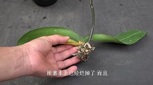 蝴蝶兰兰根，这样做，植株还能活