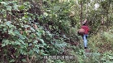 农村大妈：种了一辈子地，头一次见8月开花的连翘树，看它长啥样