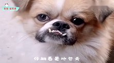 搞笑视频：小狗你呲牙瞪我干啥 不服咬我啊