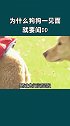为什么狗狗们碰面后要先去闻“屁股”？这里面讲究居然这么大！