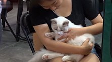 猫猫狗狗小爬虫,宠物世界快乐多
