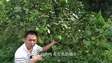 这棵柚子树已经十几岁了，每年都结果，你家种有吗？