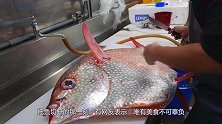 日本人为什么追捧月亮鱼, 把鱼切开那一刻, 唯美食不可辜负!