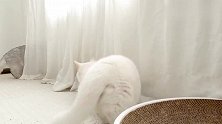小奶猫在家横行霸道，真把自己当成流氓头子了！
