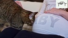 美国女主人怀孕，猫咪对她显得特别关怀，网友评论：大喵太有爱了