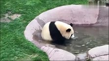 大熊猫旁若无人的在洗澡，洗完了还大摇大摆的爬树上去晒干