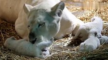 狮子最温暖的时刻！新出生的幼崽萌化了