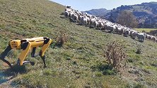 老外用机器狗放羊，全程无需人工干预，也许这就是农牧业的未来！