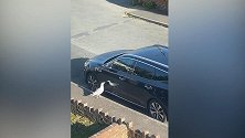 英国：一男子汽车上有划痕，发现是一只海鸥和镜中自己互啄