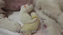 狗妈妈没忍住孩子生多了，一群狗崽子要奶喝，主人的举动太暖心