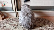 给生气的猫咪吹毛,它一动也不动,像个大毛球
