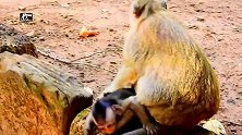 独眼妈不愿意背小猴，将小猴扯下撕咬，小猴还是缠住独眼妈不放