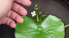 怎样繁殖一叶莲呢？很简单，小方法分享给你