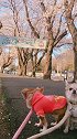 狗狗们会欣赏风景吗