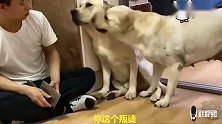 拉布拉多偷吃零食，被老四出卖，狗狗怒不可遏上去就揍，逗
