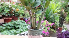 养花选择对了，招财进宝寓意旺，养盆“金钱叶”吧