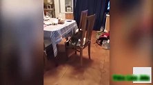 气球在上空中飘着，小猫站在床上不断跳跃，试图把气球取下来！