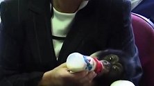 小猩猩的生活还真好，主人还亲自喂它奶，可别吃太饱了啊！