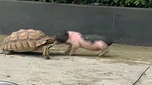 现在这年头，乌龟都被猪拱了，谁叫人家身价都高了呢！