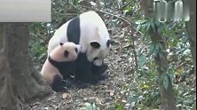 熊猫：我自己凭本事生的娃,临时当个枕头委屈了吗