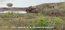 南非河马为救牛羚与鳄鱼展开大战，鳄鱼咬住牛羚脖子却紧紧不放