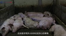 病死的猪，最后都去哪了真的被做成“火腿肠”了吗