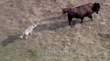 一只羊站在水中不让狼抓，不料狼直接下水，下一秒憋住别笑