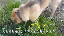 老爷爷养一只奇特的狗，坐姿像小孩，这是狗孙子吗
