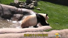 熊猫泡澡走红，坐姿很“妖娆”，真是让人羡慕啊