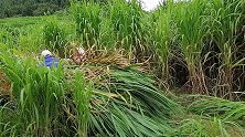 乡村莫姐请工人砍牧草，巨菌草收割方便，直接这样装车就可以了