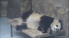 大熊猫躺在床上不停的打嗝，像不像吃撑了的你
