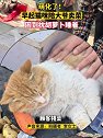辽宁盘锦：猫咪早市陪大爷卖菜，困到枕胡萝卜睡着